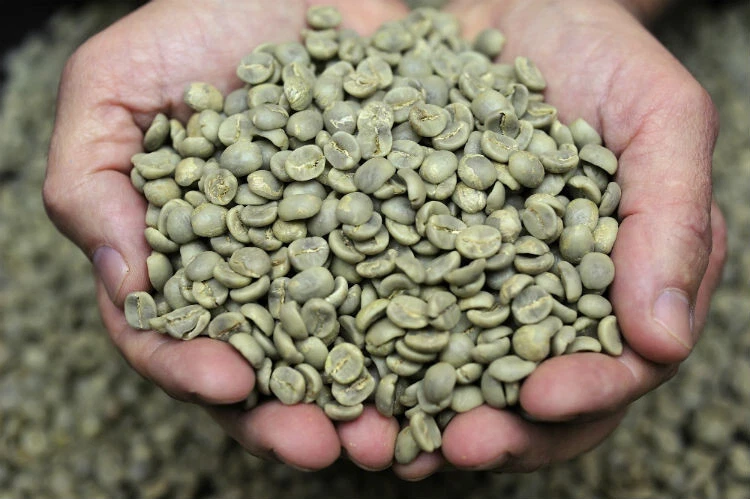 DCA green coffee beans 